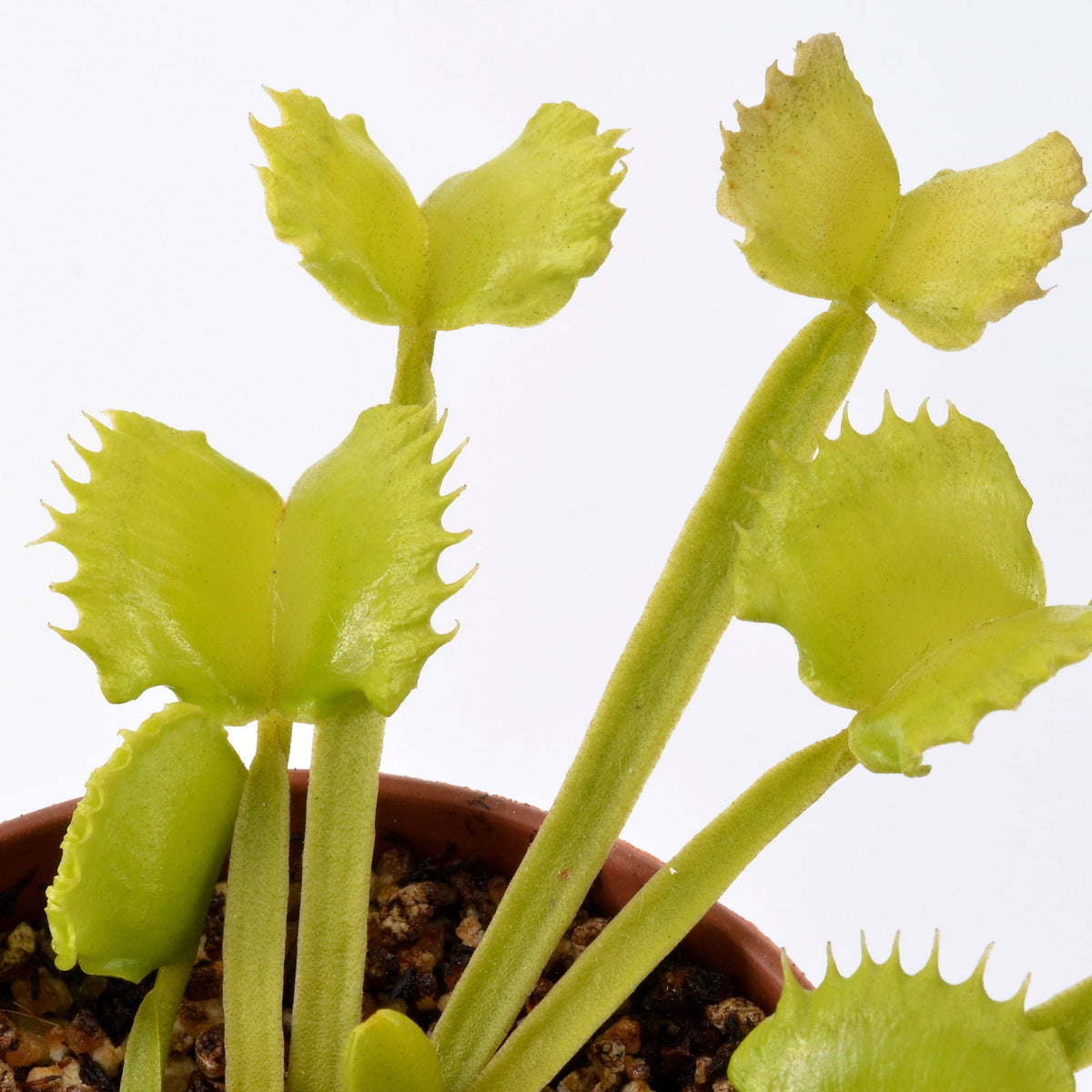 Dionaea muscipula 'Werewolf' - Venus Fly Trap