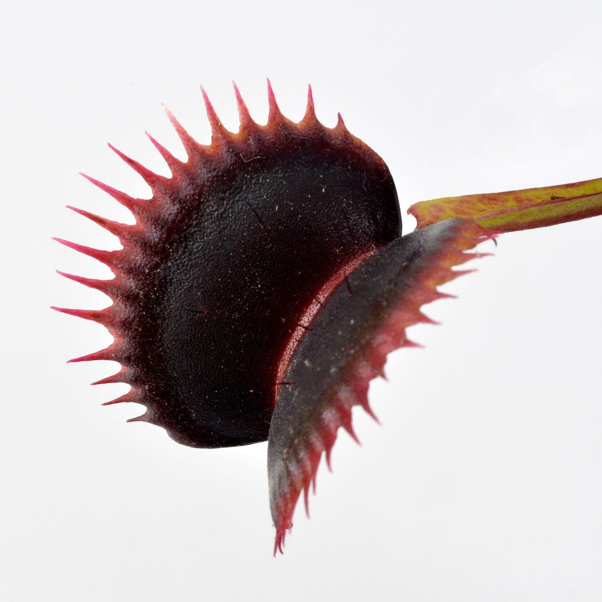 Dionaea muscipula 'Wine Mouth' - Venus Fly Trap