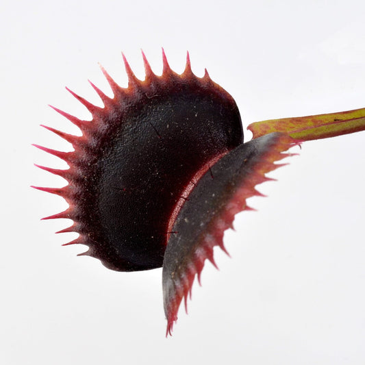 Dionaea muscipula 'Wine Mouth' - Venus Fly Trap