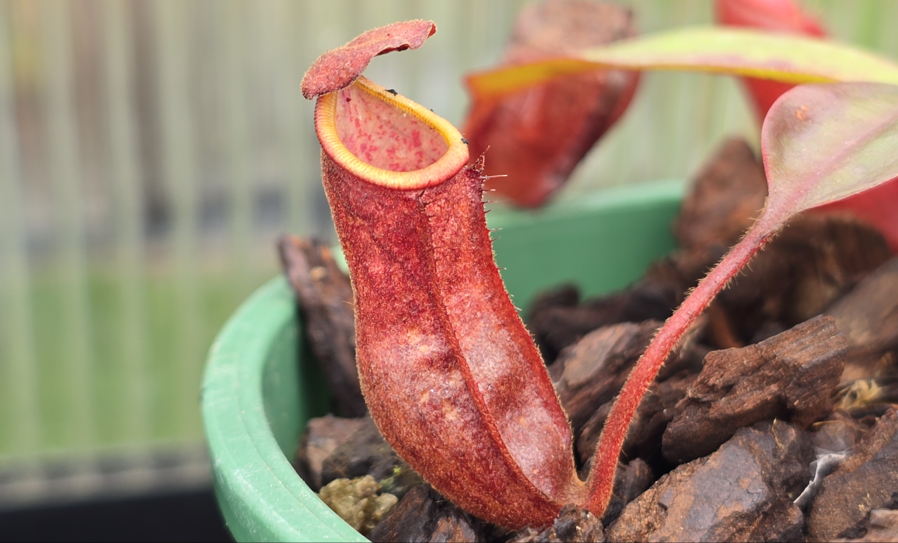 Nepenthes kampotiana - Lowland Tropical Pitcher Plant
