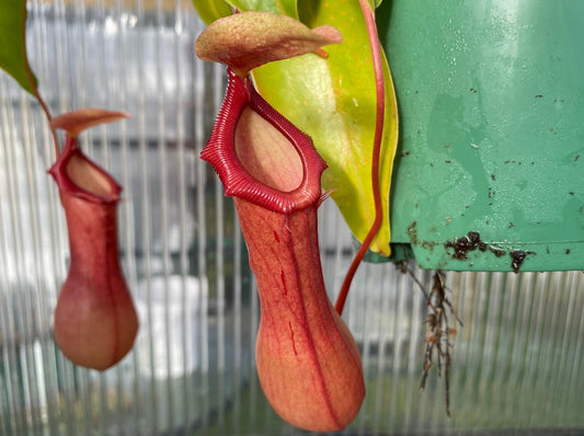 Nepenthes 'Ventrata' - Highland Tropical Pitcher Plant