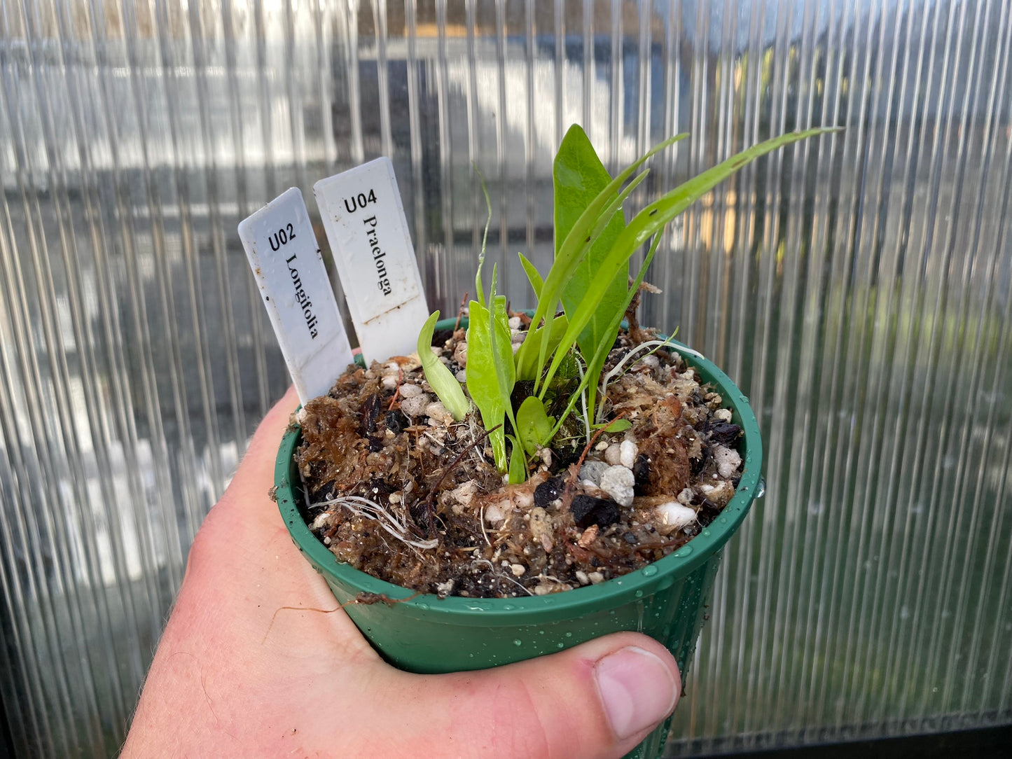 Utricularia mix - praelonga and longifolia - Tropical Bladderworts