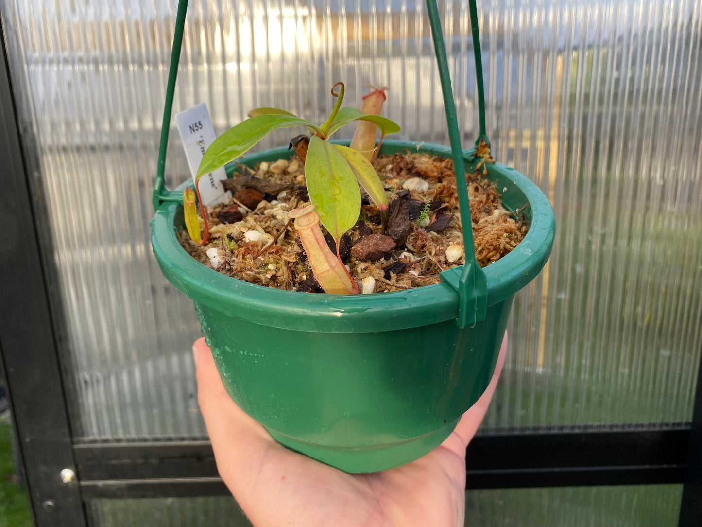 Nepenthes 'Emmarene' - Highland Tropical Pitcher Plant