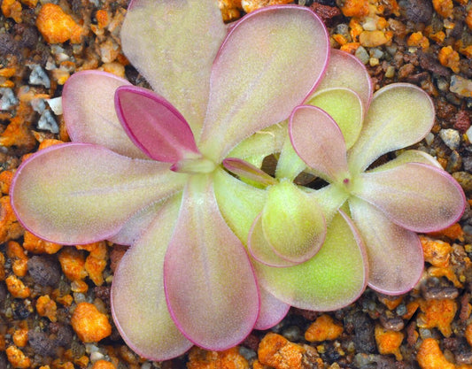 Pinguicula laueana 'Crimson Flower' - Mexican Butterwort