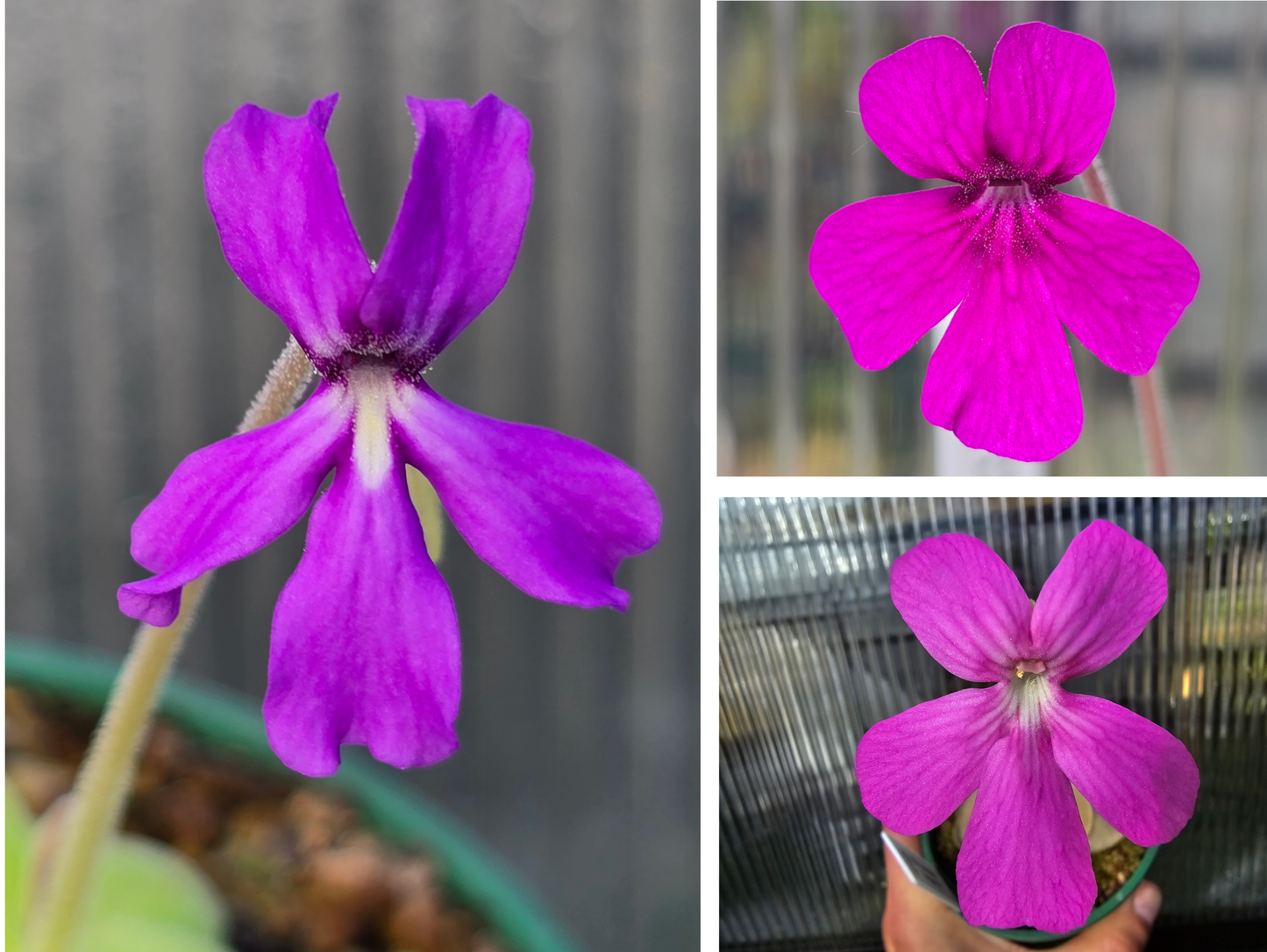 Gift Pack - Pinguicula (Mexican Butterwort) - Option 2