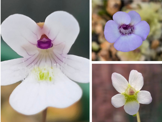 Gift Pack - Pinguicula (Mexican Butterwort) - Option 3