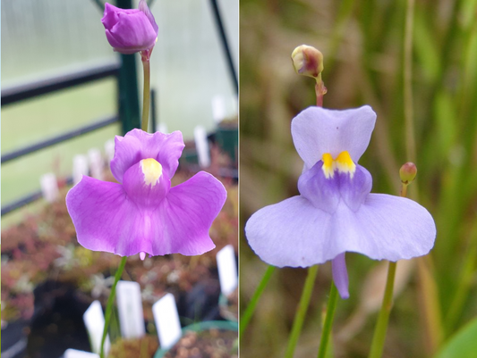 Utricularia mix - longifolia and tricolor - Tropical Bladderworts