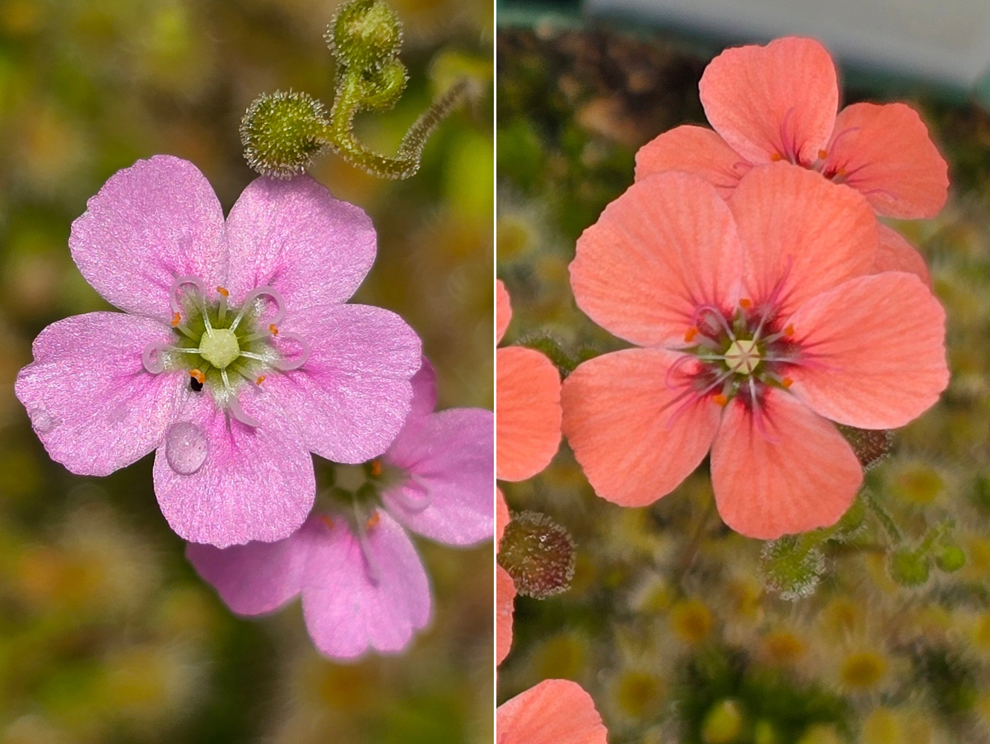 Gift Pack - Pygmy Drosera (Sundews)
