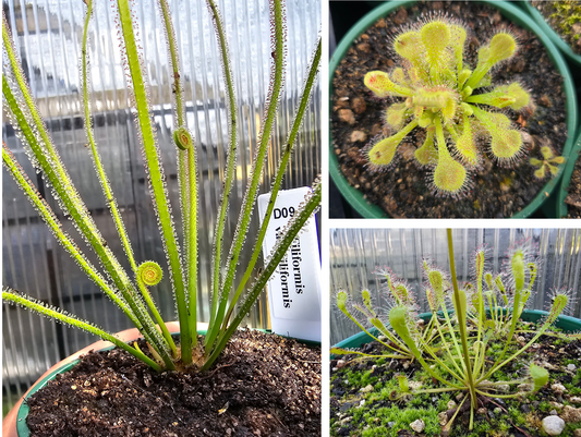 Gift Pack - Drosera (Sundews)