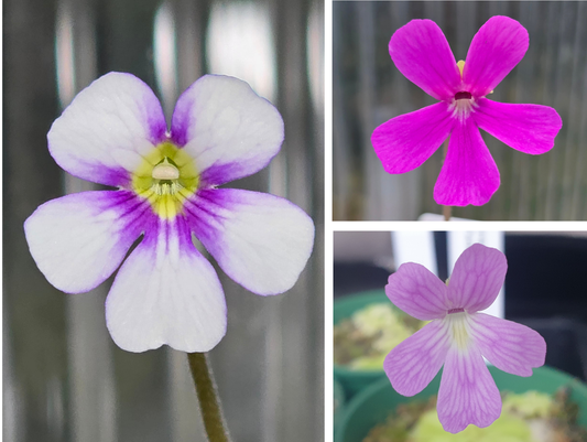 Gift Pack - Pinguicula (Mexican Butterwort) - Option 1