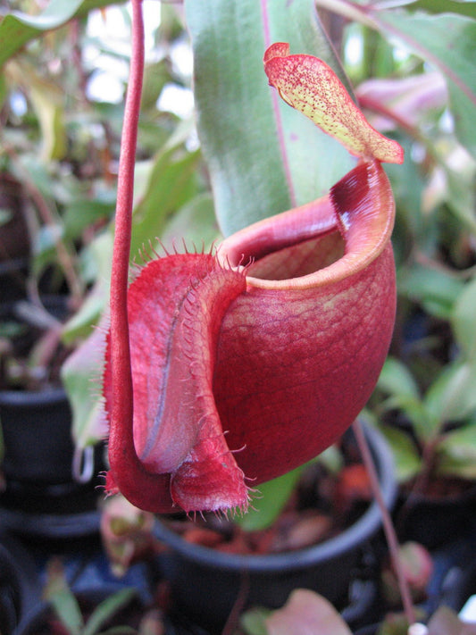 Nepenthes mirabilis var. globosa - Lowland Tropical Pitcher Plant