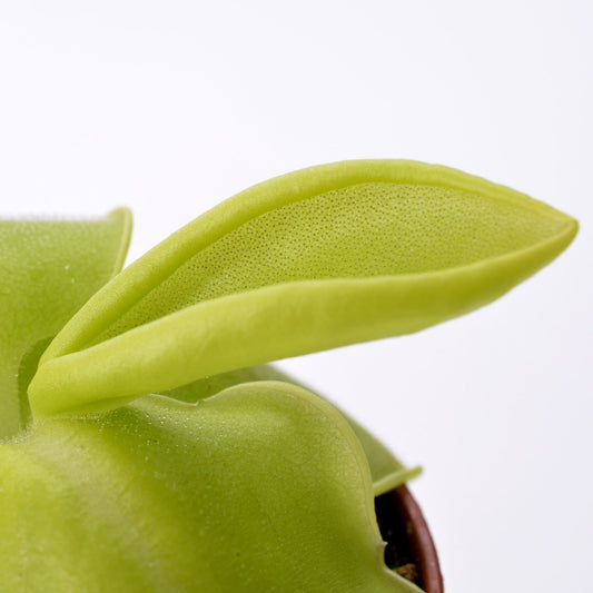 Pinguicula macrophylla - Mexican Butterwort