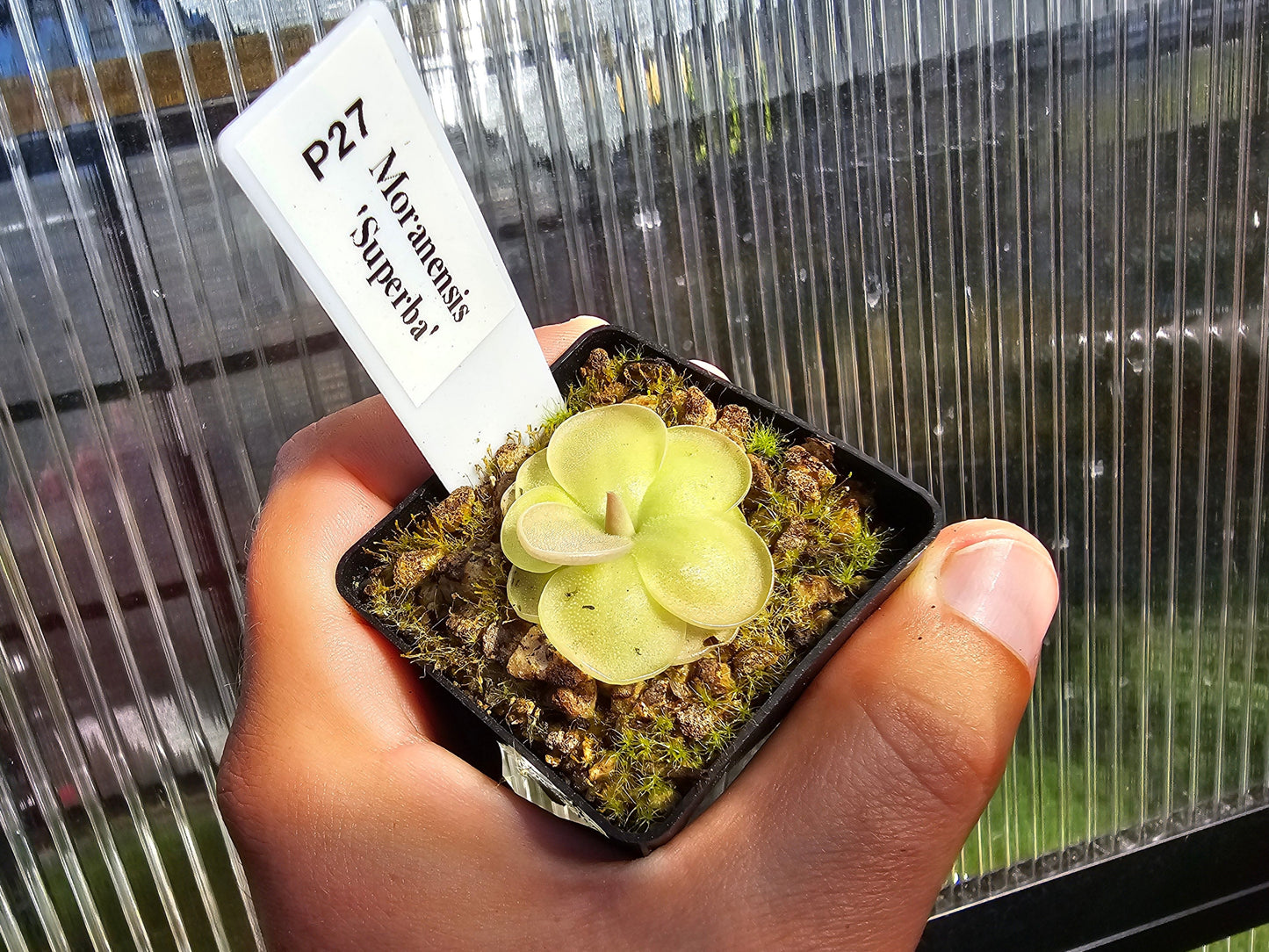 Gift Pack - Pinguicula (Mexican Butterwort) - Option 2