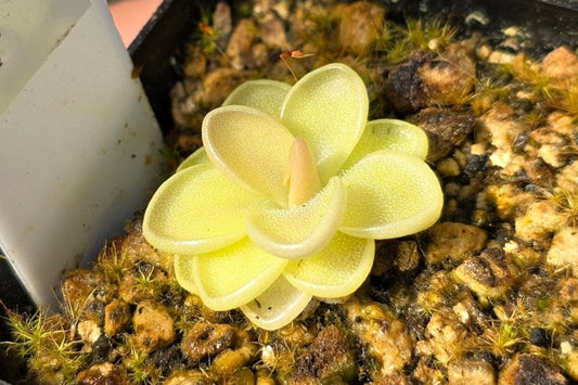 Pinguicula zecheri x jaumavensis - Mexican Butterwort