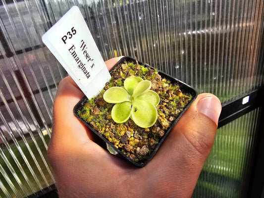 Gift Pack - Pinguicula (Mexican Butterwort) - Option 1