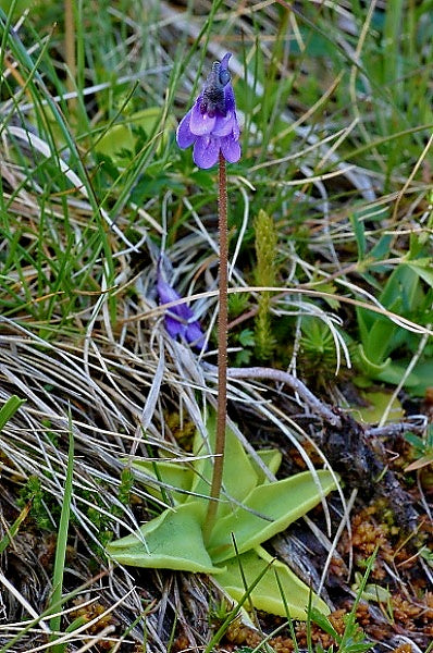 Pinguicula vulgaris (Niedere Tauern, Austria) - Cold Temperate The-Common Butterwort