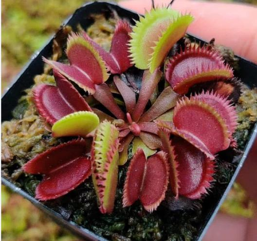 Dionaea muscipula 'Red Piranha' - Venus Fly Trap