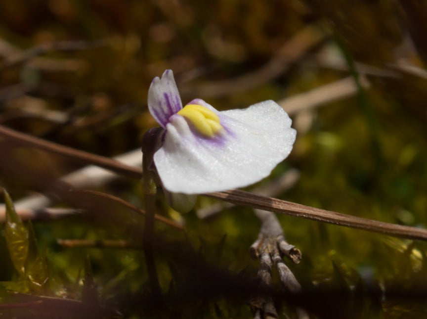 Utricularia dichotoma - Central N.I. Montane Form (Blyth Swamp,  Mount Ruapehu, NZ) - Terrestrial Bladderwort