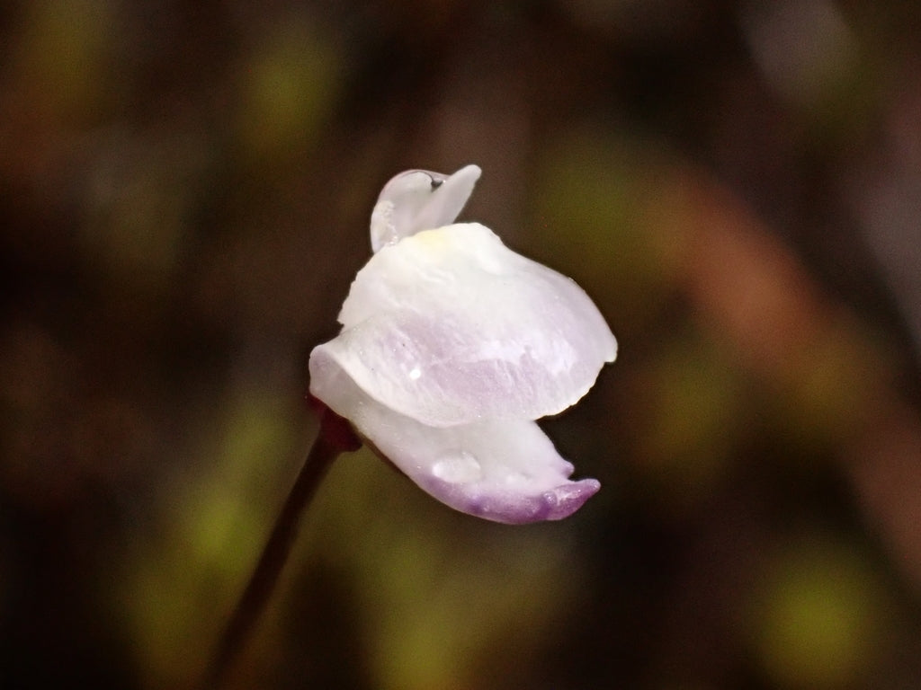 Utricularia delicatula (Ahipara Gumfields, Northland, NZ) - Terrestrial Dainty Bladderwort