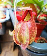 Nepenthes Lowland Assorted Hybrids - Lowland Tropical Pitcher Plant