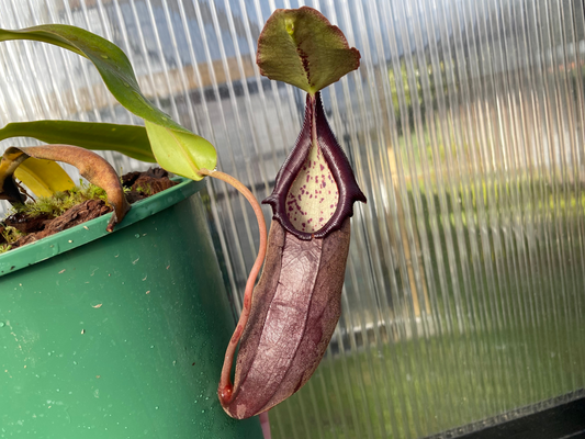 Nepenthes bongso - Highland Tropical Pitcher Plant