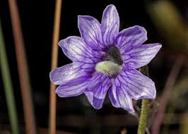 Pinguicula caerulea (Wakulla County, Florida, USA) - Warm Temperate Blue Butterwort