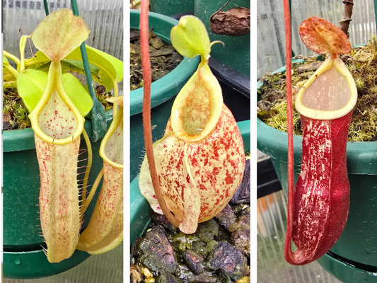 Nepenthes Lowland Assorted Hybrids - Lowland Tropical Pitcher Plant