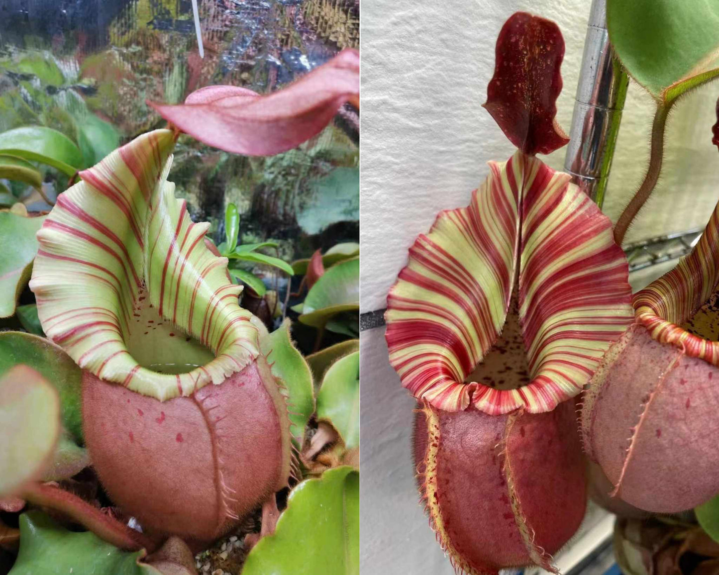 Nepenthes veitchii 'Pretty Orange' x 'Candy Dreams' - Intermediate Tropical Pitcher Plant