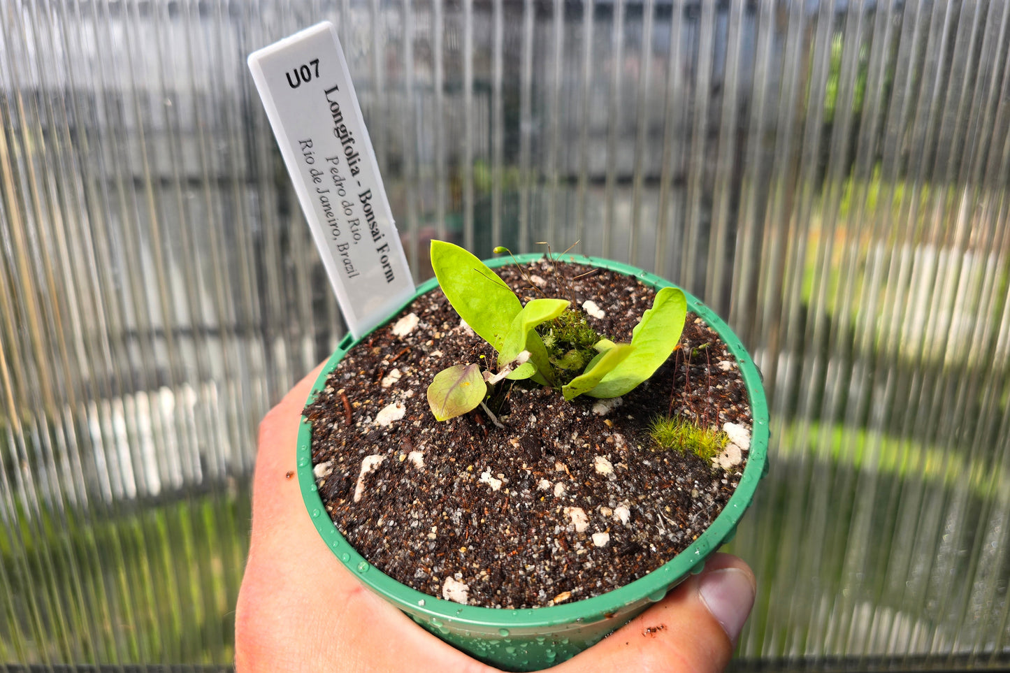 Utricularia longifolia 'Bonsai Form' (Pedro do Rio , Rio de Janeiro, Brazil) - Tropical Long-Leafed Bladderwort