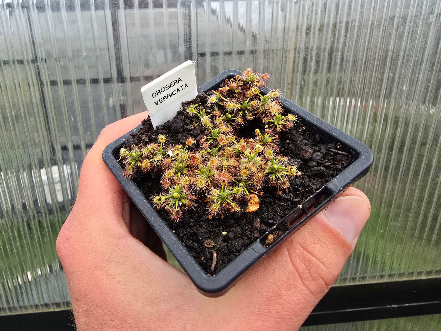 Drosera verrucata - Pygmy Sundew