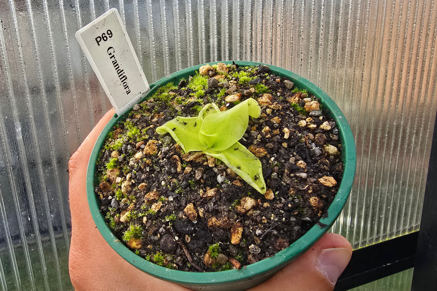 Pinguicula grandiflora - Cold Temperate Large-Flowered Butterwort