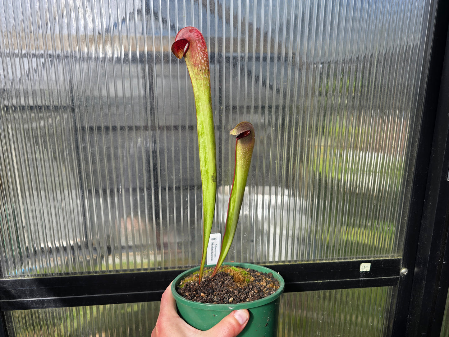 Sarracenia minor var. okefenokeensis - Hooded Pitcher Plant