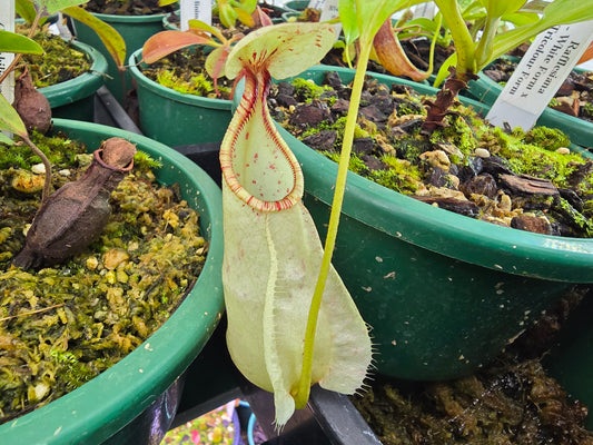 Nepenthes rafflesiana 'White Form x Tricolour Form' - Lowland Tropical Pitcher Plant
