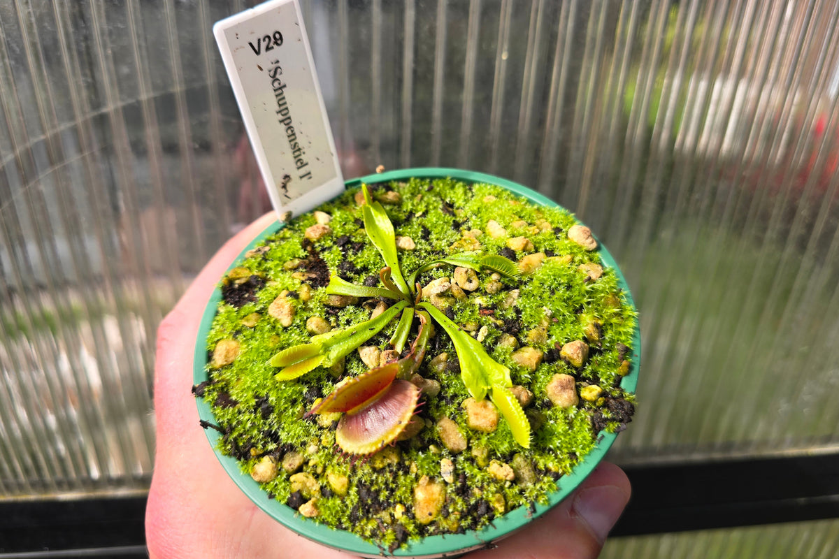 Dionaea muscipula 'Schuppenstiel I' - Venus Fly Trap