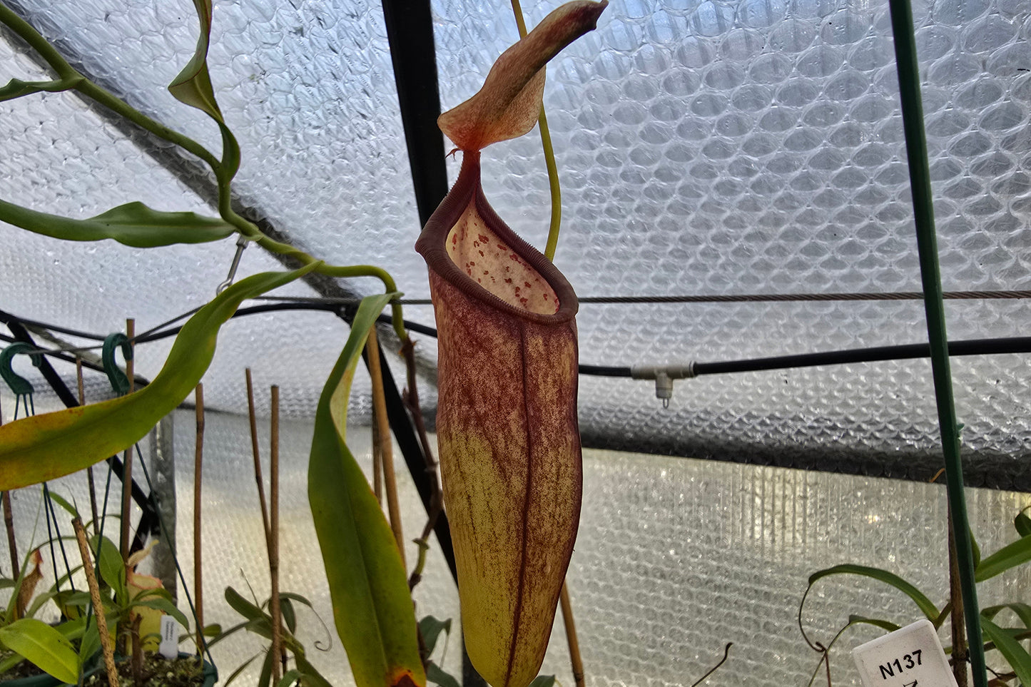 Nepenthes NOID - Intermediate Tropical Pitcher Plant