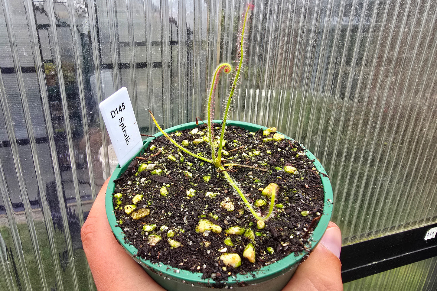 Drosera spiralis - Tropical Sundew
