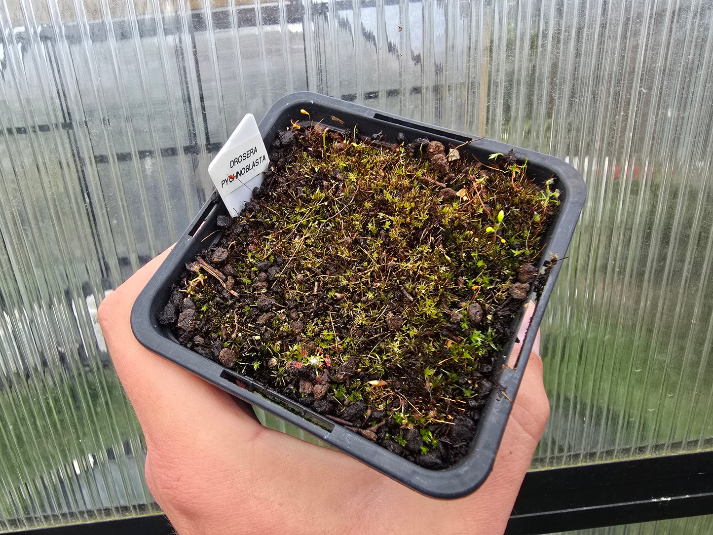 Drosera pycnoblasta - Pygmy Sundew