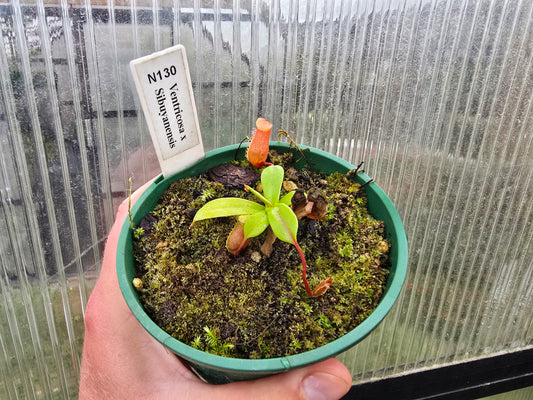 Nepenthes ventricosa x sibuyanensis - Highland Tropical Pitcher Plant