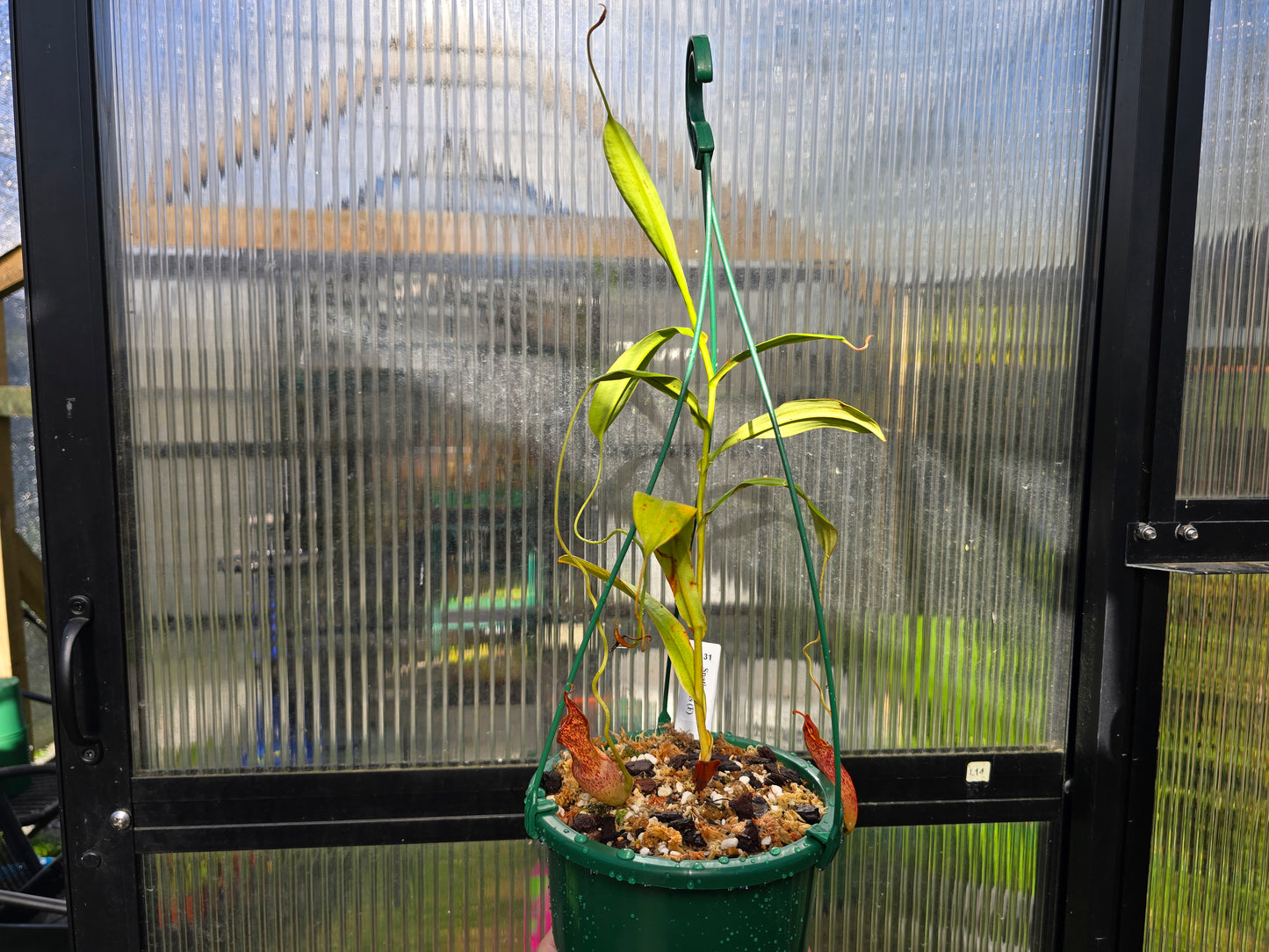 Nepenthes spathulata x spectabilis (Female) - Highland Tropical Pitcher Plant