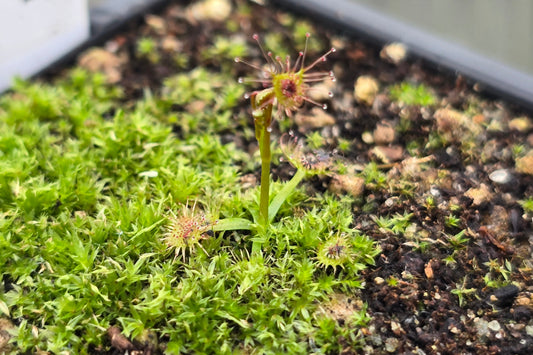 Drosera auriculata (Cornwallis, Auckland, NZ) - Tuberous Sundew