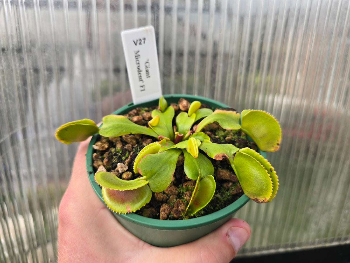 Dionaea muscipula 'Giant Microdent' F1 - Venus Fly Trap