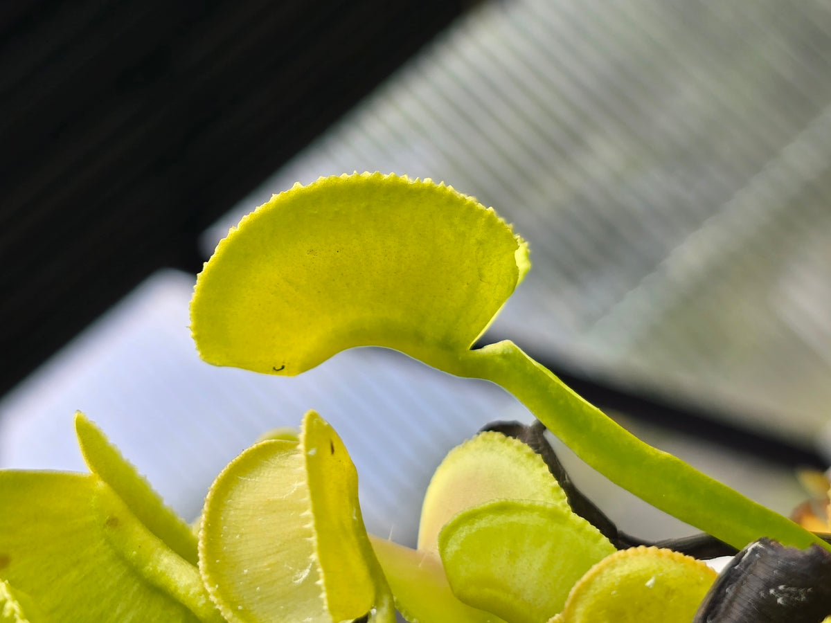 Dionaea muscipula 'Pomelo' - Venus Fly Trap