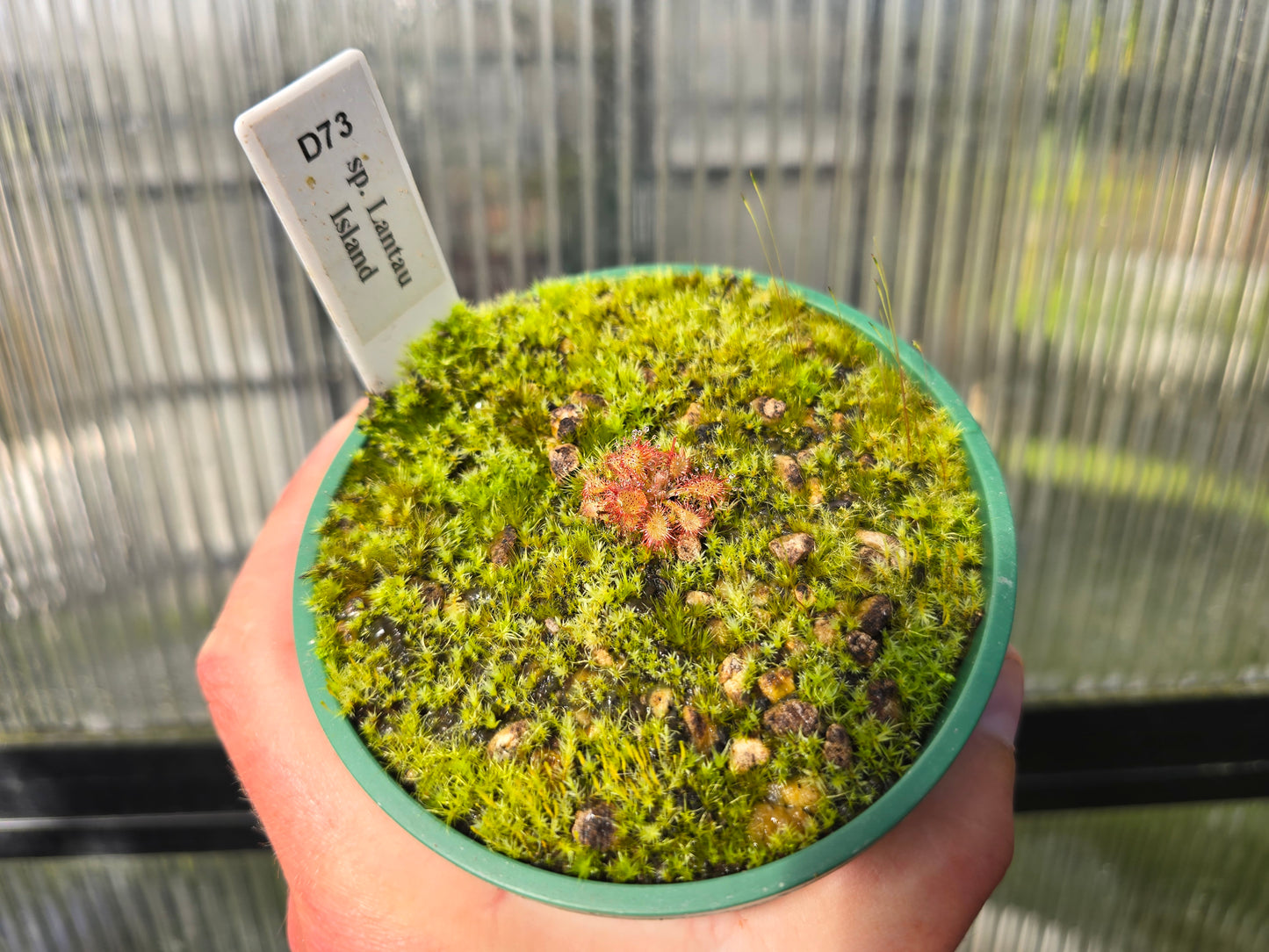 Drosera 'sp. Lantau Island' (Hong Kong) - Temperate Sundew