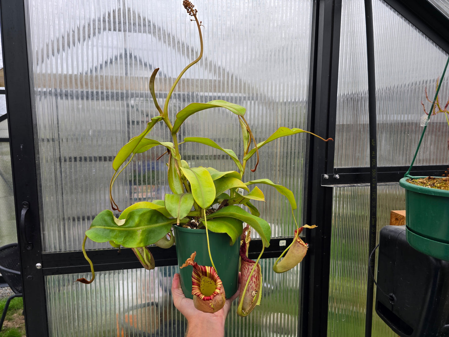 Nepenthes maxima x veitchii (Female) - Intermediate Tropical Pitcher Plant
