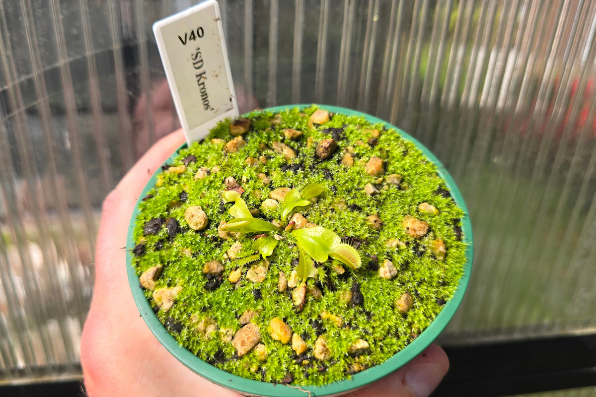 Dionaea muscipula 'SD Kronos' - Venus Fly Trap