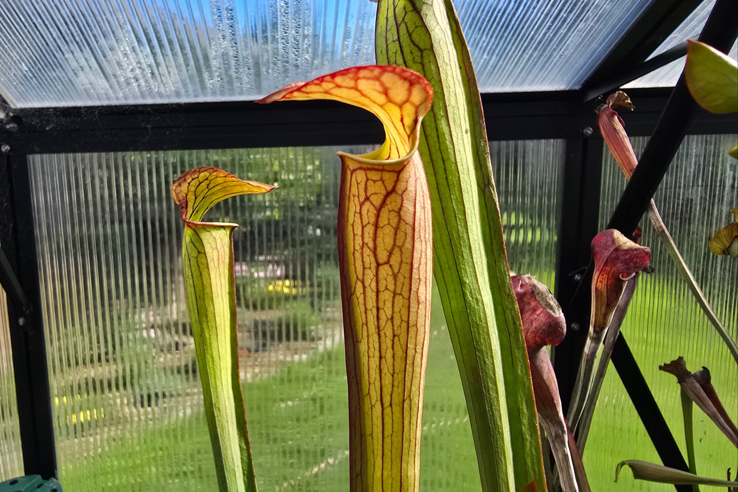 Sarracenia alata var. cuprea x oreophila (Texas, USA) - American Pitcher Plant