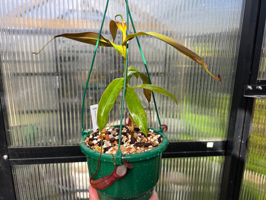Nepenthes 'Rebecca Soper' - Highland Tropical Pitcher Plant