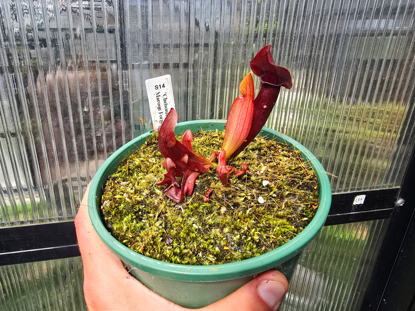 Sarracenia 'Chelsonii' - Maroon Form - American Pitcher Plant