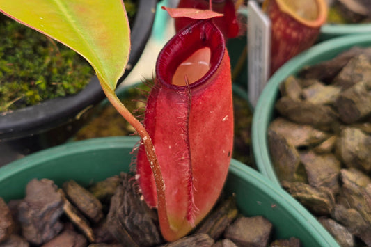 Nepenthes 'Diana' - BE-3492 - Intermediate Tropical Pitcher Plant