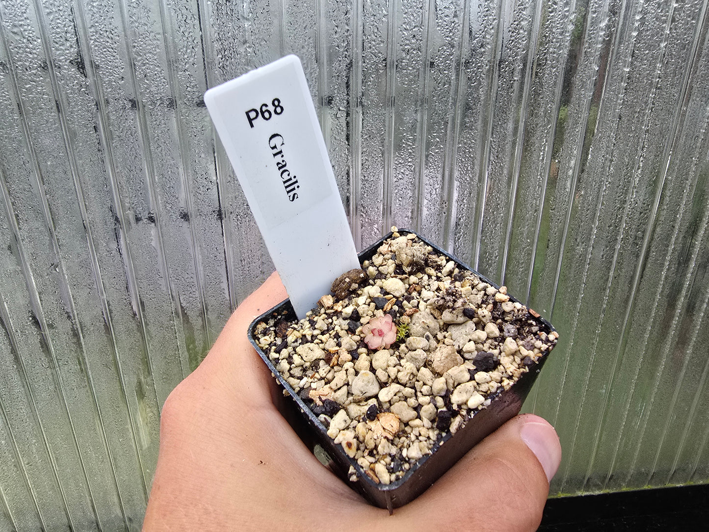 Pinguicula gracilis - Mexican Butterwort